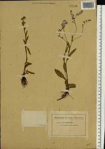 Незабудка, Восточная Европа, Нижневолжский район (E9) (Россия)