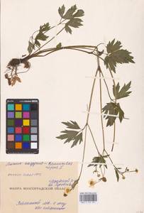 Лютик ползучий L., Восточная Европа, Нижневолжский район (E9) (Россия)