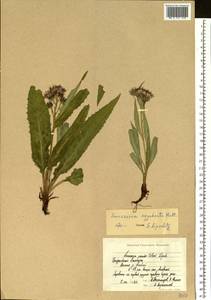 Saussurea nuda var. oxyodonta (Hultén) Vorosch., Сибирь, Чукотка и Камчатка (S7) (Россия)