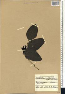 Mucuna pruriens var. utilis (Wall. ex Wight)L.H.Bailey, Африка (AFR) (Мали)