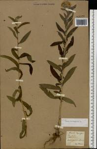 Pentanema britannicum (L.) D.Gut.Larr., Santos-Vicente, Anderb., E.Rico & M.M.Mart.Ort., Восточная Европа, Северо-Украинский район (E11) (Украина)