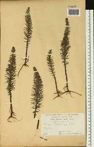 Хвостник обыкновенный, Водяная сосенка L., Восточная Европа, Центральный лесостепной район (E6) (Россия)