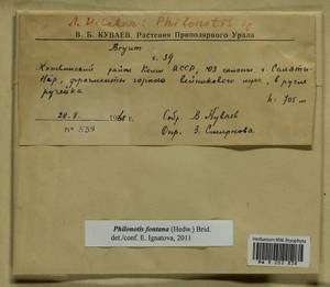 Philonotis fontana (Hedw.) Brid., Гербарий мохообразных, Мхи - Архангельская и Вологодская области, Коми, Ненецкий АО (B7) (Россия)