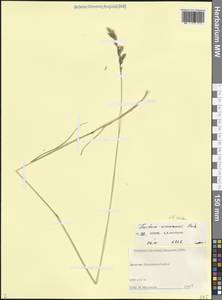 Овсяница разноцветная Haenke, Кавказ, Дагестан (K2) (Россия)