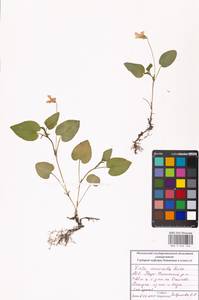 Фиалка Руппа All., Восточная Европа, Московская область и Москва (E4a) (Россия)