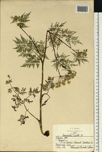 Бутень Прескотта DC., Восточная Европа, Средневолжский район (E8) (Россия)