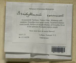 Brachythecium tauriscorum Molendo & Lorentz, Гербарий мохообразных, Мхи - Красноярский край, Тыва и Хакасия (B17) (Россия)