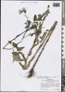 Осот полевой L., Восточная Европа, Средневолжский район (E8) (Россия)