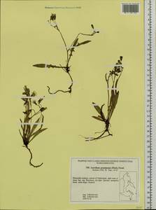 Ixeris chinensis subsp. versicolor (Fisch. ex Link) Kitam., Сибирь, Дальний Восток (S6) (Россия)