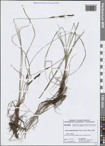 Осока придатконосная (Trautv. & C.A.Mey.) Kük., Сибирь, Центральная Сибирь (S3) (Россия)
