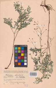 Василисник вонючий L., Восточная Европа, Восточный район (E10) (Россия)