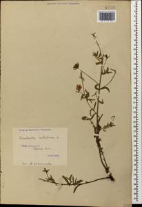 Вьюнок кантабрийский L., Кавказ, Грузия (K4) (Грузия)