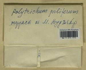 Polytrichum piliferum Hedw., Гербарий мохообразных, Мхи - Карелия, Ленинградская и Мурманская области (B4) (Россия)