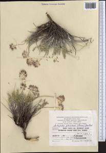 Astragalus plumbeus (Nevski) Gontsch., Средняя Азия и Казахстан, Памир и Памиро-Алай (M2) (Туркмения)