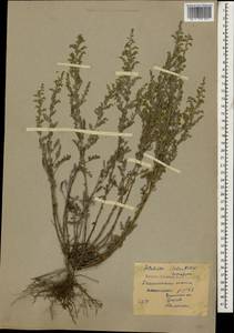 Artemisia caerulescens subsp. caerulescens, Кавказ, Дагестан (K2) (Россия)
