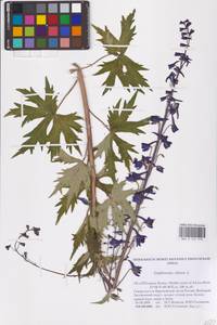 Живокость высокая L., Восточная Европа, Северный район (E1) (Россия)