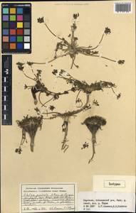 Шульция простертая Pimenov & Kljuykov, Средняя Азия и Казахстан, Северный и Центральный Тянь-Шань (M4) (Киргизия)