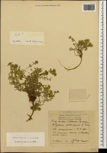 Odontarrhena gehamensis (Fed.) D. A. German, Кавказ, Армения (K5) (Армения)