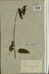 Betonica officinalis subsp. officinalis, Восточная Европа, Московская область и Москва (E4a) (Россия)