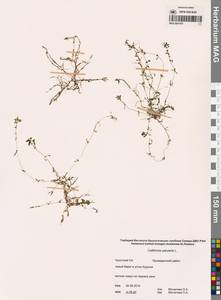 Болотник обыкновенный L., Сибирь, Чукотка и Камчатка (S7) (Россия)