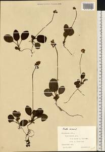 Грушанка малая L., Восточная Европа, Западно-Украинский район (E13) (Украина)