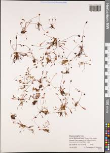 Drosera × anglica Huds., Сибирь, Якутия (S5) (Россия)