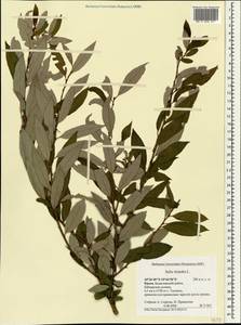 Ива трехтычинковая L., Крым (KRYM) (Россия)