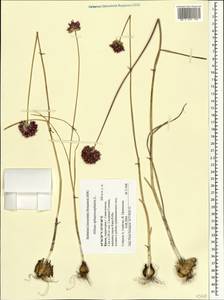 Лук круглоголовый L., Крым (KRYM) (Россия)