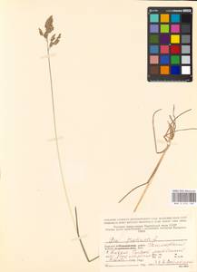 Мятлик луговой L., Восточная Европа, Северный район (E1) (Россия)