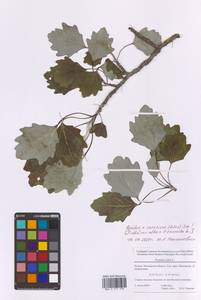 Populus × canadensis Moench, Восточная Европа, Московская область и Москва (E4a) (Россия)