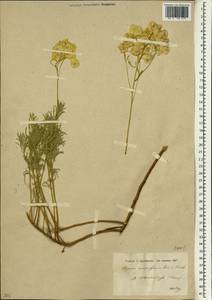 Alyssum samariferum Boiss. & Hausskn., Зарубежная Азия (ASIA) (Турция)