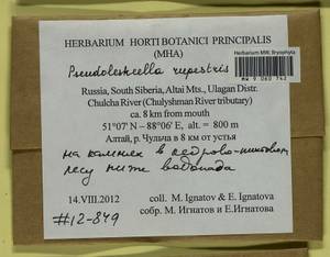 Pseudoleskeella rupestris (Berggr.) Hedenäs & L. Söderstr., Гербарий мохообразных, Мхи - Западная Сибирь (включая Алтай) (B15) (Россия)