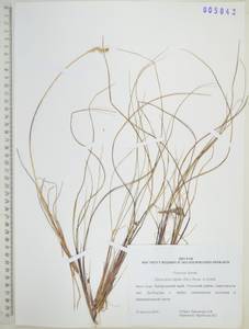 Anthoxanthum monticola (Bigelow) Veldkamp, Сибирь, Дальний Восток (S6) (Россия)