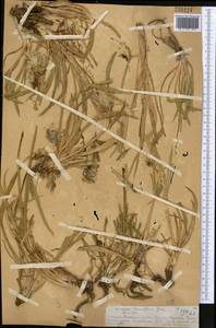 Козелец мелкоцветковый Jacq., Средняя Азия и Казахстан, Северный и Центральный Тянь-Шань (M4) (Казахстан)