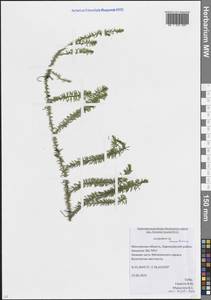 Spinulum annotinum subsp. annotinum, Восточная Европа, Московская область и Москва (E4a) (Россия)