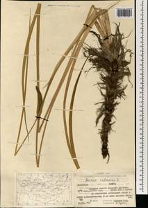 Аир обыкновенный L., Монголия (MONG) (Монголия)