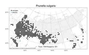 Prunella vulgaris, Черноголовка обыкновенная L., Атлас флоры России (FLORUS) (Россия)