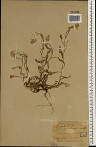 Сушеница желто-белая (L.) Tzvelev, Зарубежная Азия (ASIA) (Япония)