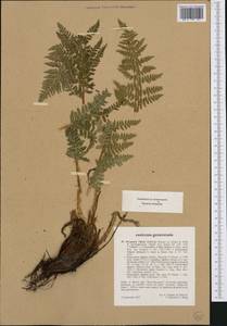 Dryopteris villarii (Bell) Woyn. ex Schinz & Thell., Западная Европа (EUR) (Франция)