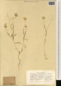 Zoegea crinita subsp. baldschuanica (C.Winkl.) Rech.f., Зарубежная Азия (ASIA) (Афганистан)
