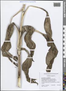 Чемерица черная L., Восточная Европа, Центральный район (E4) (Россия)