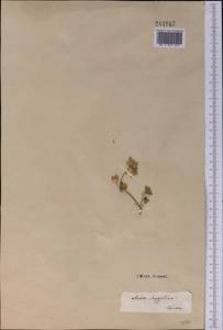 Malva aegyptia subsp. aegyptia, Средняя Азия и Казахстан, Каракумы (M6) (Туркмения)