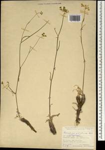 Dichoropetalum palimbioides (Boiss.) Pimenov & Kljuykov, Зарубежная Азия (ASIA) (Турция)