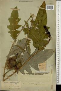 Lophiolepis ossetica subsp. ossetica, Кавказ, Азербайджан (K6) (Азербайджан)