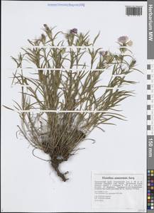 Гвоздика китайская L., Сибирь, Дальний Восток (S6) (Россия)