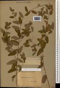 Poacynum sarmatiense (Woodson) Mavrodiev, Laktionov & Yu. E. Alexeev, Кавказ, Дагестан (K2) (Россия)