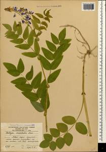 Козлятник восточный Lam., Кавказ, Южная Осетия (K4b) (Южная Осетия)