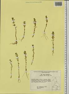 Lysimachia maritima (L.) Galasso, Banfi & Soldano, Сибирь, Дальний Восток (S6) (Россия)