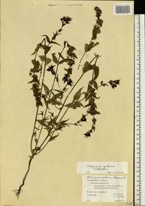 Melampyrum nemorosum var. polonicum Beauverd, Восточная Европа, Северо-Западный район (E2) (Россия)