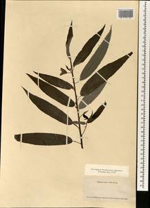 Debregeasia edulis (Siebold & Zucc.) Wedd., Зарубежная Азия (ASIA) (Япония)